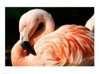 Close-up of a Sleeping Flamingo