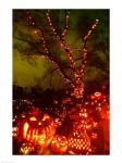 Jack o' lanterns lit up at night, Roger Williams Park Zoo, Providence, Rhode Island, USA