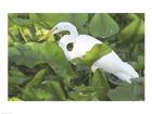 High Angle View of a Great Egret