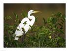 Close-up of a Great Egret Perching on a Branch