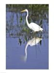 Reflection of a Great Egret in Water