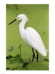 Close-up of a Snowy Egret Wading in Water