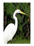 Close-up of a Great Egret