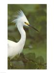 Close-up of a Snowy Egret