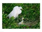 Great Egrets