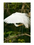 Close-up of a Great White Egret