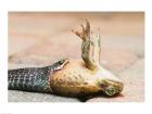 Close-up of a snake eating a frog