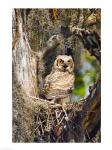 Great Horned Owl