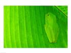 Green frog  hiding on a banana leaf, Costa Rica