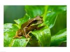 Close-up of a Tree frog on a leaf, Costa Rica