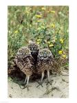 Burrowing Owls