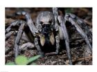 Close-up of a Carolina Wolf Spider