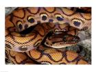 Close-up of a Brazilian Rainbow Boa curled up (Epicrates cenchria cenchria)