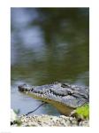 Close-up of an American Crocodile