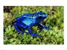 Close-up of a Blue Poison Dart Frog in the grass
