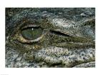 Close-up of the eye of an American Crocodile