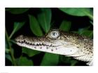 Close-up of an American Crocodile