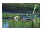Group of American Alligators in water