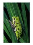 Close-up of a Barking Tree Frog resting on a leaf