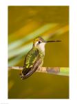 Close-up of a Magnificent hummingbird perching on a leaf