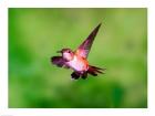Close-up of a Rufous hummingbird flying