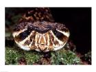 Eastern Diamondback rattlesnake