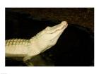 Close-up of an American alligator in a lake