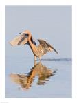 Reflection of Reddish Egret in Water