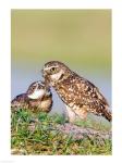 Burrowing owls