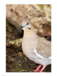 Close-up of a White-Winged Dove, High Island, Texas, USA