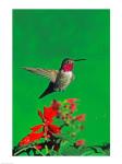 Broad-Tailed hummingbird hovering over flowers, Arizona, USA
