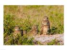 Burrowing owl