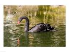 Black swan (Cygnus atratus) swimming in a pond, Australia