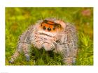 Regal Jumping spider in a field, Florida, USA