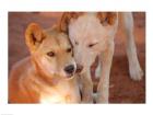 Close-up of two dingoes, Australia