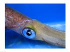 Close-up of a squid underwater