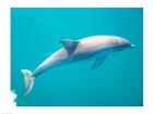 Side profile of a dolphin underwater