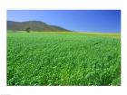 Panoramic view of a wheat field, Eyre Peninsula, Australia