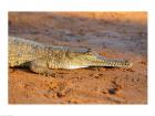 High angle view of an Australian Freshwater Crocodile