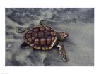 Loggerhead Turtle (Yearling)