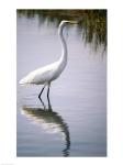 Egret