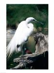 Egret