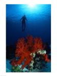 Soft Coral Red Sea
