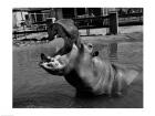 USA, Louisiana, New Orleans, Hippopotamus in zoo