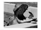 Hippopotamus (Hippopotamus amphibius) in pool