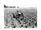 Farmer Driving Tractor in Field