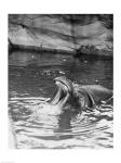 Hippopotamus (Hippopotamus amphibius) in water