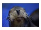 Close-up of a California Sea Lion swimming in water