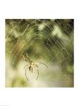 Garden Spider