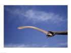 Throwing Non- Return, Fighting Boomerang, Australia